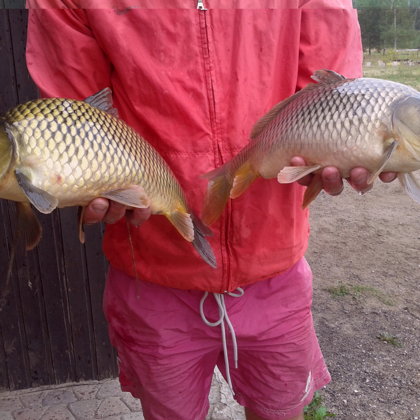 karpas 1.3 un 1.4 kg (2018.g. septembris), 7.dīķis 