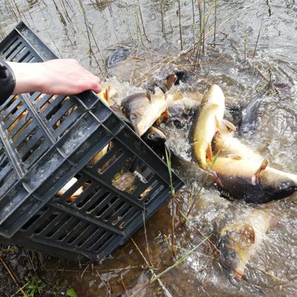 karpu papildinājums lielajā dīķī (2020.maijs) 